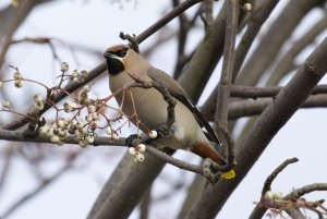 Bohemian waxwing