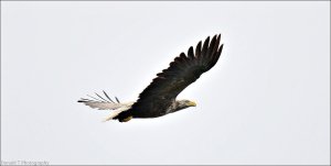 White tailed Eagle
