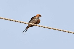 Lesser Striped Swallow