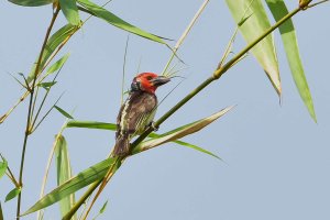 Vieillots Barbet