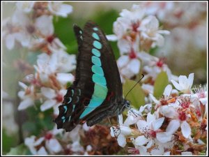 Common Bluebottle