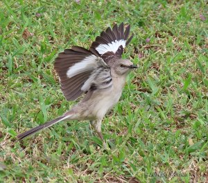 Northern Mockingbird