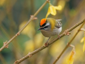 Firecrest