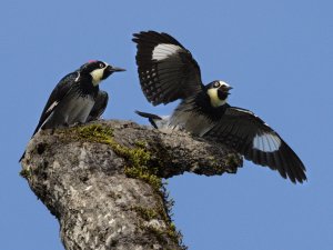 acorn woodpeckers