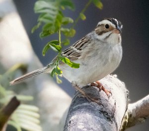 Clay-colored Sparrow