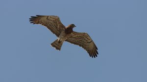 short-toed snake eagle