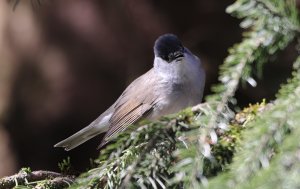 Eurasian blackcap