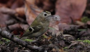 Goldcrest