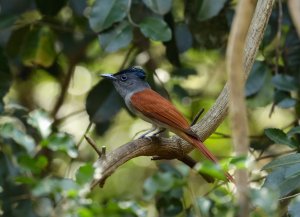 Blyth's Paradise- Flycatcher