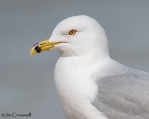 Ring-billed Gull