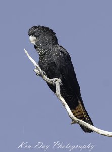 Red-tailed Black cockatoo ( F )