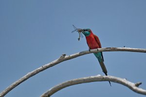 Northern Carmine Bee-eater