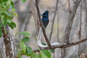 African Paradise-Flycatcher ♂