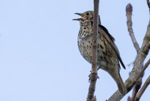 Songthrush