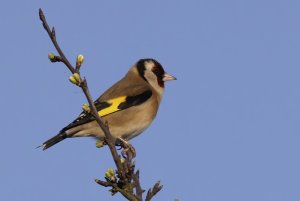 Goldfinch.