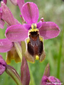 Ophrys tenthredinifera