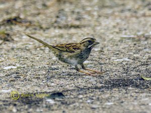 White-throated Sparrow