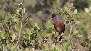 dartford warbler