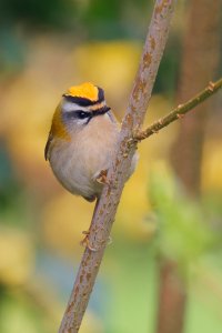 Firecrest N3227724