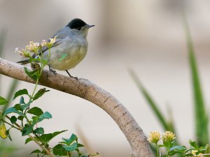 Blackcap