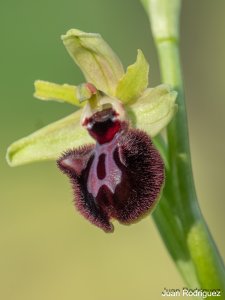 Ophrys incubacea