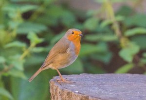 European Robin