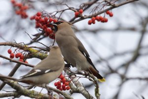 Bohemian waxwing