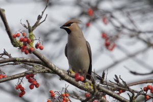 Bohemian waxwing