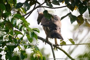 Wallace's Hawk-Eagle, Borneo