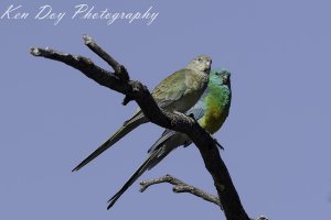 Red-rumped Parrot