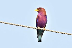 Broad Billed Roller