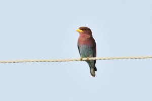 Broad Billed Roller Juvenile