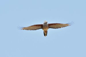 African Cuckoo Hawk