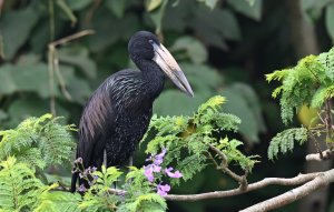 African Open-billed Stork