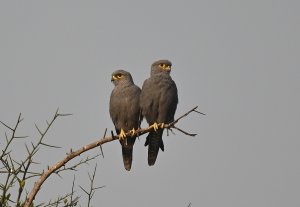 Grey Kestrel