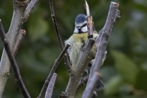 Blue Tit