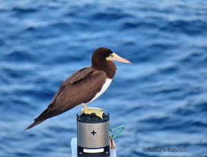 Brown Booby