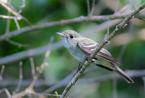 Alder Flycatcher