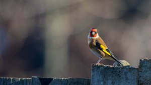 European Goldfinch