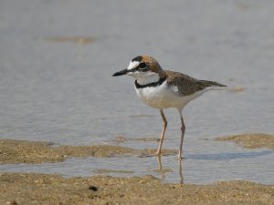 Collared Plover