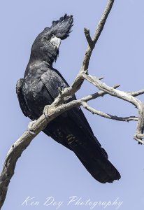 Red-tailed Black cockatoo ( M )