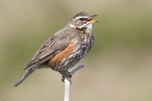 Redwing