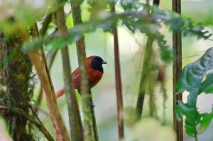 Black-faced Rufous Warbler