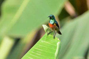 Olive Bellied Sunbird