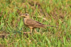 Plain Backed Pipit