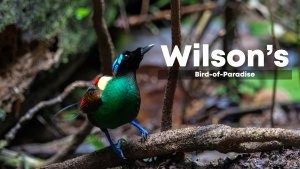 Wilson's Bird-of-Paradise in Waigeo Rainforests