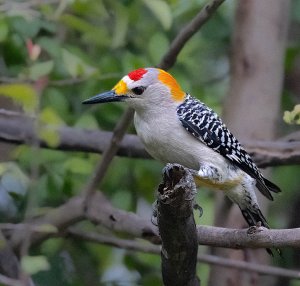 Golden-fronted Woodpecker, Male