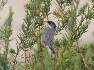 Menetries's warbler