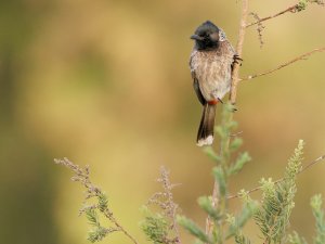 bully bulbul