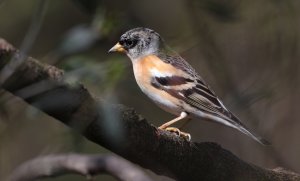 Brambling